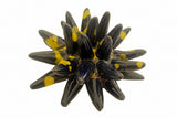 Riccio di mare in ceramica Siciliana diametro circa 10 cm