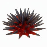 Riccio blu-rosso 25x13 cm